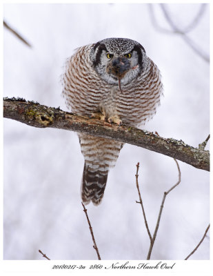 20180217-2a  2860 SERIES - part 2 -  Northern Hawk Owl.jpg