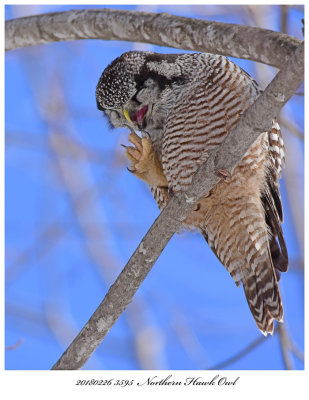 20180226 3595  Northern Hawk Owl.jpg