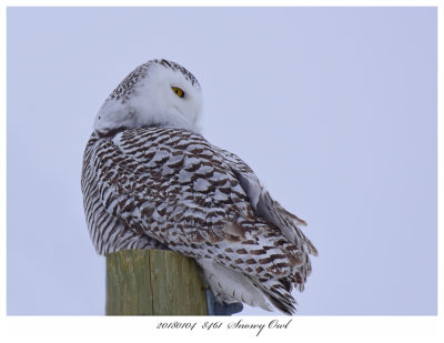 20180104  8461  Snowy Owl.jpg