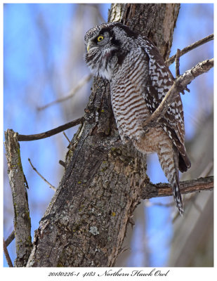 20180226-1  4183  Northern Hawk Owl.jpg