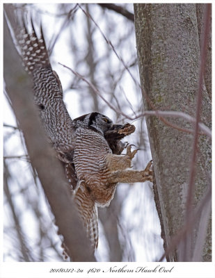 20180312-2a  4670 SERIES -  Northern Hawk Owl.jpg