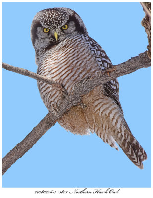 20180226-1  3851  Northern Hawk Owl r1r1.jpg