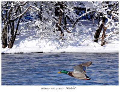 20180212  0773 &, 0783 SERIES -  Mallard r1.jpg