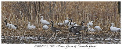 20180328-2  0721  SERIES - Snow Geese & Canada Geese.jpg