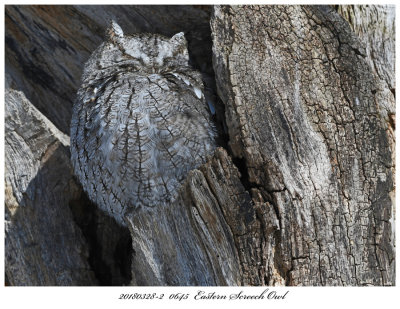 20180328-2  0645  Eastern Screech Owl.jpg