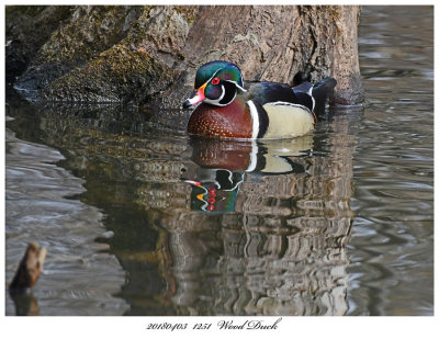 20180403  1251  SERIES - Wood Duck.jpg