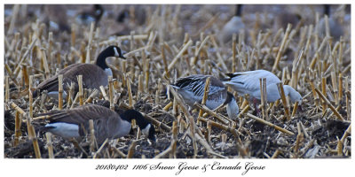 20180402  1106 Snow Geese and Canada Geese.jpg