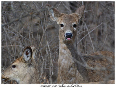 20180411  1612  White-tailed Deer.jpg