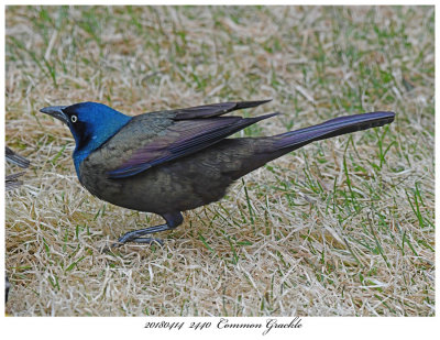 20180414  2440  Common Grackle.jpg