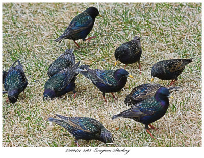 20180414  2465  European Starling.jpg