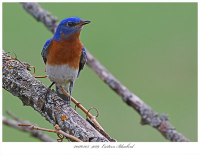 20180505  4029  Eastern Bluebird.jpg