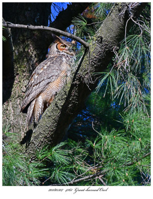 20180507  4161  Great-horned Owl.jpg