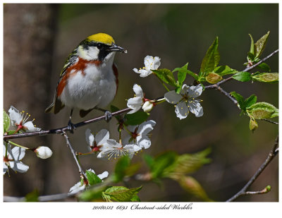 20180512  6693  Chestnut-sided Warbler.jpg