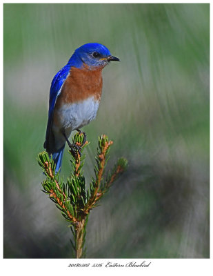 20180508 5516 Eastern Bluebird.jpg