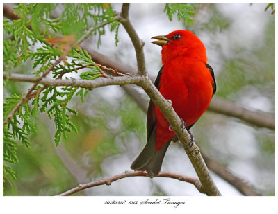 20180528 1013 Scarlet Tanager.jpg