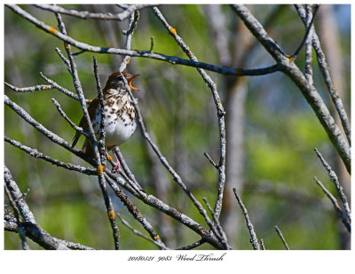 20180521 9083 Wood Thrush.jpg