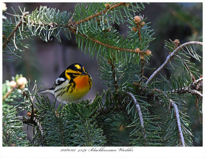 20180507 4549 Blackburnian Warbler2.jpg