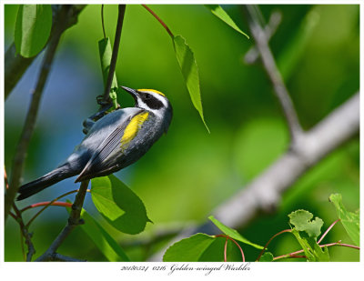 20180524  0216  SERIES - Golden-winged Warbler.jpg