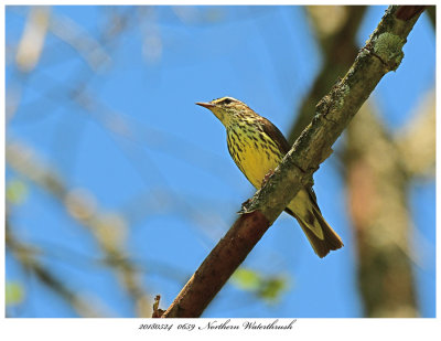 20180524 0659 Northern Waterthrush.jpg