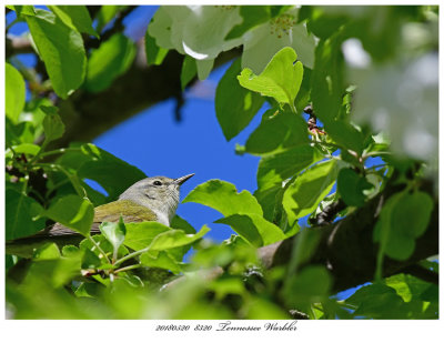 20180520 8320 Tennessee Warbler.jpg