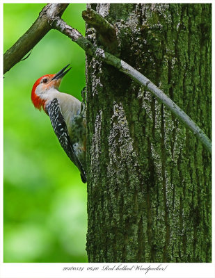 20180524 0640 Redbellied Woodpecker.jpg