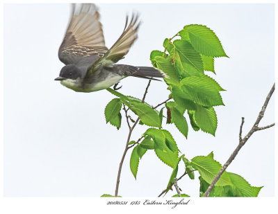 20180531 1785 Eastern Kingbird r1.jpg