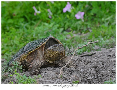 20180615 3614 Snapping Turtle.jpg