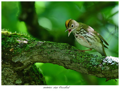 20180615 3843 Ovenbird.jpg