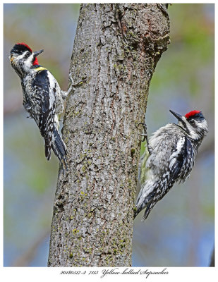 201805172 7113 Yellowbellied Sapsucker.jpg