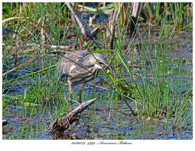 20180719 4999 American Bittern.jpg