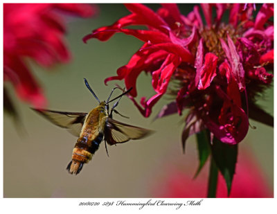 20180720 5898 Hummingbird Clearwing Moth.jpg