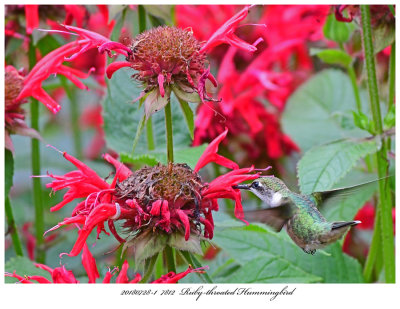 201807281 7812 Rubythroated Hummingbird.jpg