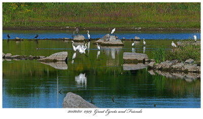 20180811 0919 Great Egrets and Friends.jpg
