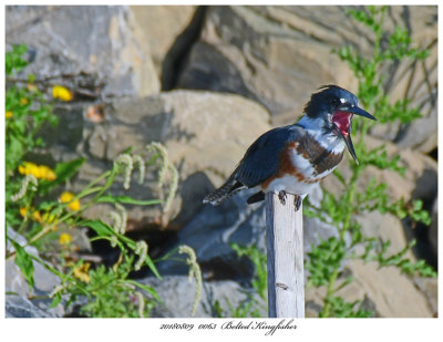 20180809 0063 Belted Kingfisher r1.jpg