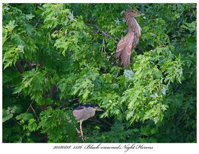 20180818 1526 1533 Blackcrowned Night Herons2.jpg