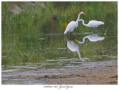 20180820 1673 Great Egrets.jpg