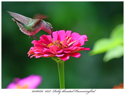 20180826 2638 Rubythroated Hummingbird.jpg