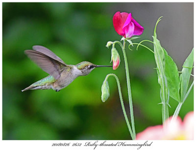 20180826 2652 Rubythroated Hummingbird.jpg