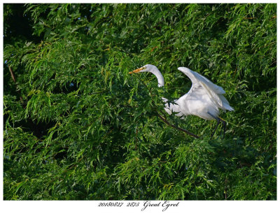 20180827  2875  SERIES - Great Egret.jpg