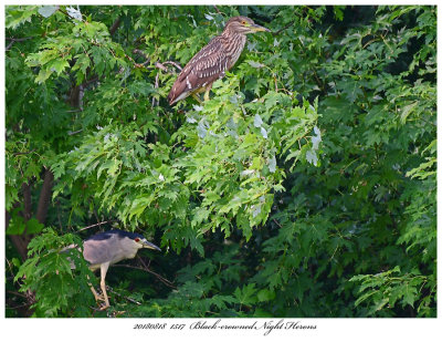 20180818 1517 Blackcrowned Night Herons.jpg