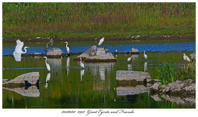 20180811 0917 Great Egrets and Friends.jpg