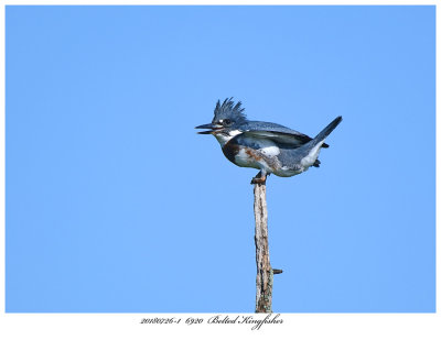 20180726 1 6920 Belted Kingfisher.jpg