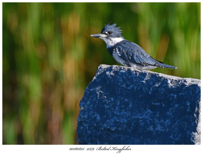 20180823 2379 Belted Kingfisher.jpg