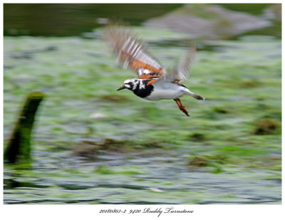 20180803 2 9420 Ruddy Turnstone r1.jpg