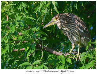 20180827 2895 Blackcrowned Night Heron.jpg