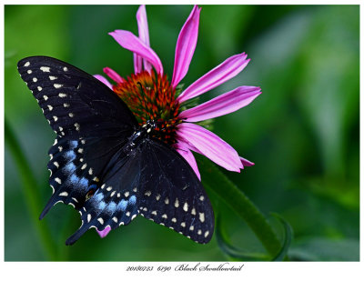 20180723  6190  SERIES -  Black Swallowtail.jpg
