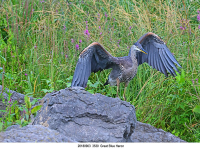 20180903 3530 Great Blue Heron.jpg