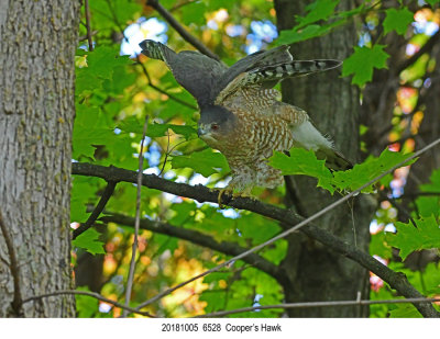 20181005 6528 Coopers Hawk.jpg