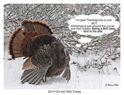20111123 443 SERIES - Wild Turkey HP r1.jpg