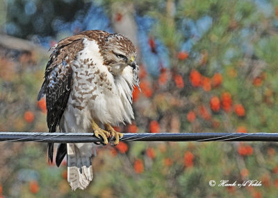 20111212 - 2 156 SERIES - Red-tailed Hawk .jpg